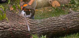 Best Commercial Tree Services  in Montz, LA