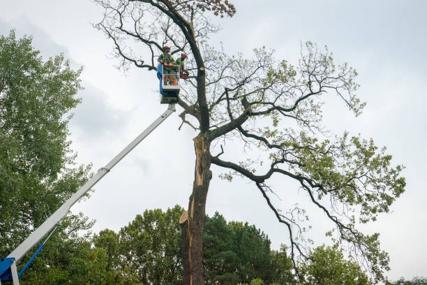  Montz, LA Tree Services Pros