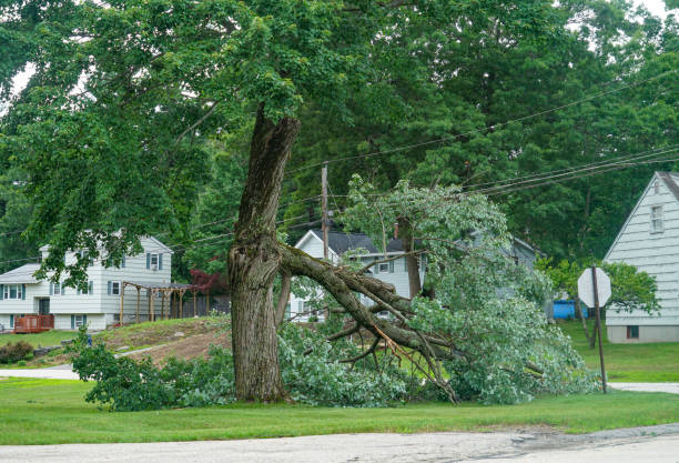 Best Leaf Removal  in Montz, LA