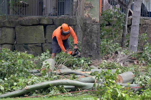 Best Seasonal Cleanup  in Montz, LA